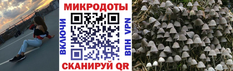 Галлюциногенные грибы Psilocybe  мега как зайти  Сосновый Бор 